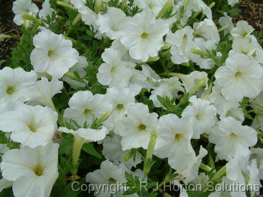 Petunias White_1 